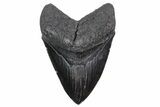 Serrated, Fossil Megalodon Tooth - South Carolina #357371-1